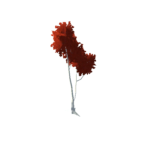 Birch Tree Red Mid 06